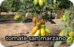 tomate san marzano1